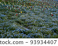 Nemophila field and tulip 93934407