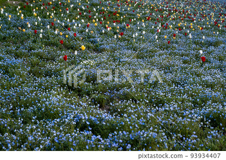 Nemophila field and tulip Nemophila field and tulip 93934407