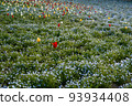Nemophila field and tulip 93934408
