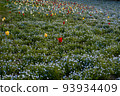 Nemophila field and tulip 93934409