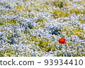 A single flower blooming in the nemophila field 93934410
