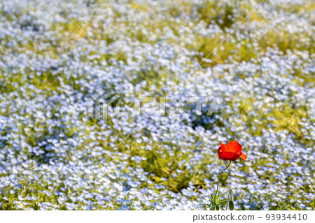 A single flower blooming in the nemophila field A single flower blooming in the nemophila field 93934410