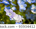 Close-up of Nemophila 93934412
