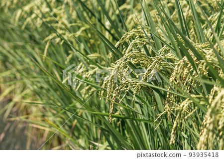 稻穗,稻米 93935418