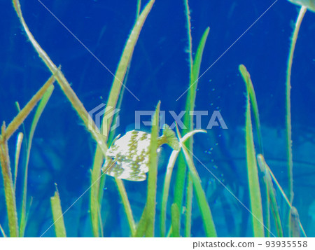 fish underwater grass aquatic plants creature living thing aquarium fishes water small fish aquatic creatures sea creatures nature small small movement fish underwater grass aquatic plants creature living thing aquarium fishes water small fish aquatic creatures sea creatures nature small small movement 93935558