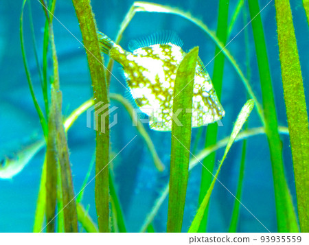 underwater fish sea grass aquatic plants undersea aquarium fishes water life creature creature swim underwater photography nature water tropical underwater fish sea grass aquatic plants undersea aquarium fishes water life creature creature swim underwater photography nature water tropical 93935559