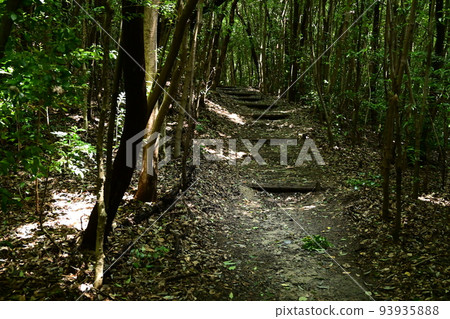 forest and boardwalk forest and boardwalk 93935888