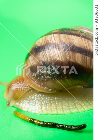 A big garden snail Helix pomatia and its feces on a green background. 93936031