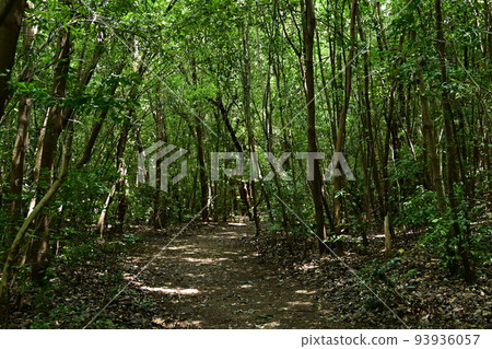 Ryokuchi Park Park and Boardwalk 93936057