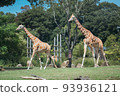 動物園的麒麟 93936121