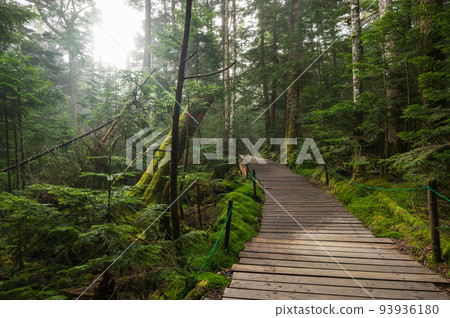 Wooden path leading to Shirakoma Pond Shirakoma Forest 93936180