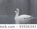 Swan 93936343