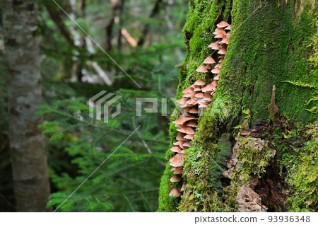 Mushrooms that grow in the forest of Shirakoma Mushrooms that grow in the forest of Shirakoma 93936348