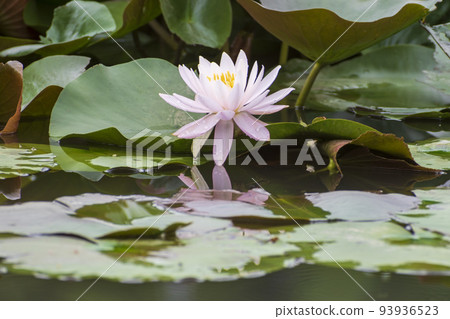 Pink water lily flowers blooming in the pond Pink water lily flowers blooming in the pond 93936523
