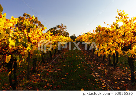 Yarra Valley Vineyard in Australia Yarra Valley Vineyard in Australia 93936580