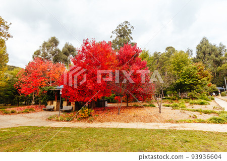 Marysville in Autumn Colours in Australia Marysville in Autumn Colours in Australia 93936604