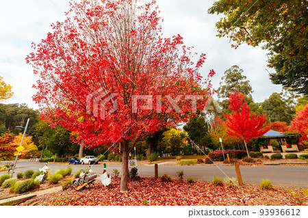 Marysville in Autumn Colours in Australia Marysville in Autumn Colours in Australia 93936612