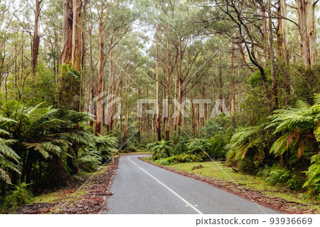 Donna Buang Rd Drive in Victoria Australia 93936669