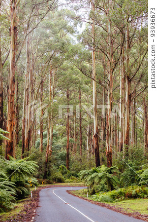 Donna Buang Rd Drive in Victoria Australia 93936673