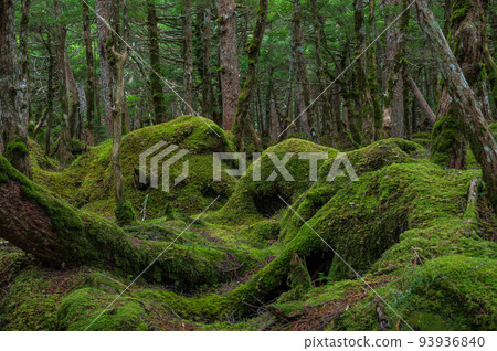 Mononoke no Mori, Shirokoma no Mori, with a carpet of moss 93936840