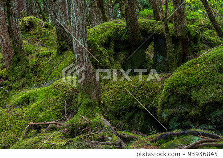 Mononoke no Mori, Shirokoma no Mori, with a carpet of moss Mononoke no Mori, Shirokoma no Mori, with a carpet of moss 93936845