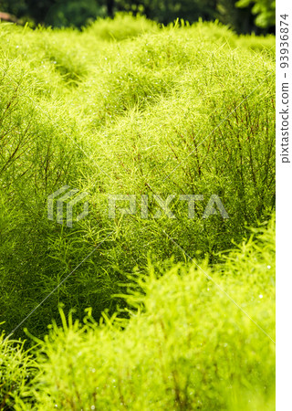 《Aichi Prefecture》Close-up of kochia in Meijo Park, Kita Ward, Nagoya City 93936874