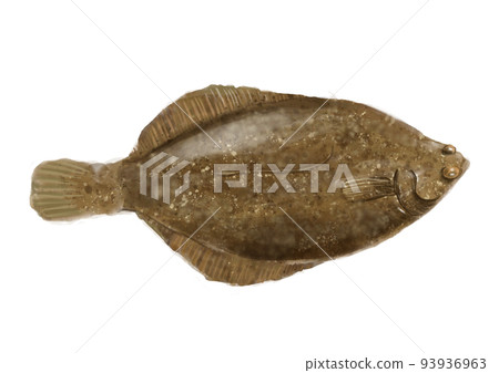 新鮮的比目魚 93936963