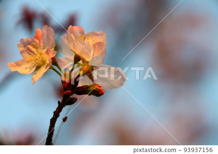 Cherry blossoms  93937156