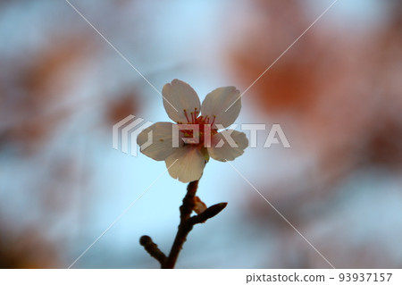 Cherry blossoms  93937157