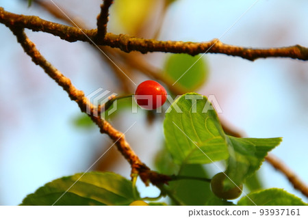 Cherry blossoms Cherry blossoms 93937161