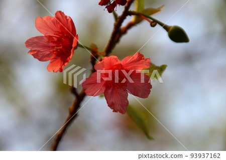 Cherry blossoms Cherry blossoms 93937162