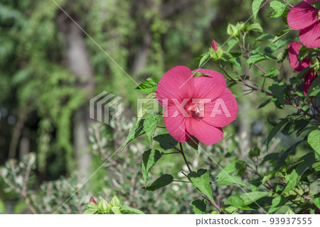 Titan Bicalus Titan Bicalus 93937555