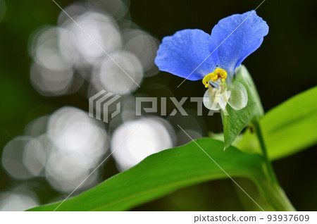 萬葉集也提到了月草 93937609