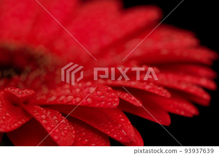 Red Gerbera Flower Close up 93937639