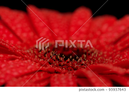 Red Gerbera Flower Close up Red Gerbera Flower Close up 93937643