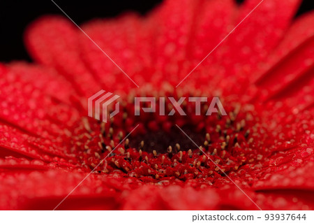 Red Gerbera Flower Close up Red Gerbera Flower Close up 93937644