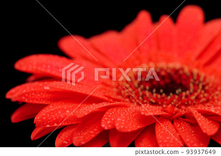 Red Gerbera Flower Close up Red Gerbera Flower Close up 93937649