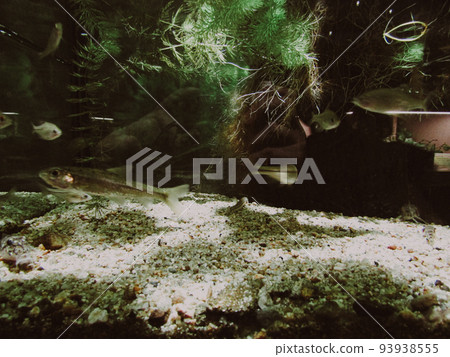 水族館 水下 魚 一群魚 沙 小魚 水色 海洋 海 93938555