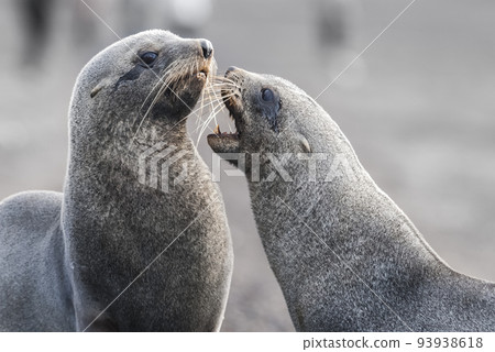 Antarctic fur seal,Arctophoca gazella, an beach, Antartic peninsula. Antarctic fur seal,Arctophoca gazella, an beach, Antartic peninsula. 93938618
