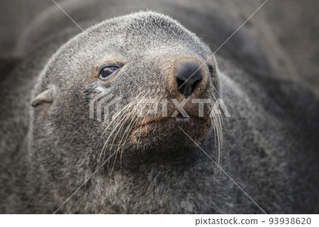 Antarctic fur seal,Arctophoca gazella, an beach, Antartic peninsula. Antarctic fur seal,Arctophoca gazella, an beach, Antartic peninsula. 93938620