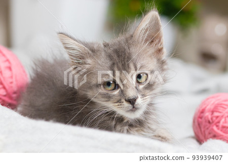 A small gray kitten looks away sitting in a room with pink balls of yarn. 93939407