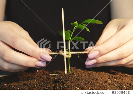 Vertical video. Plant cultivation. Save planet. Nature fragility. Caring female hands tying up young green seedling growing in fertile soil. 93939498