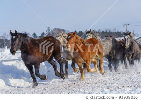 十勝牧場的追馬運動（北海道冬季旅遊、北海道東部） 93939810
