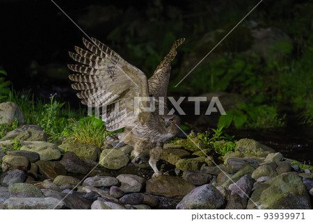 Blakiston's fish owl Hokkaido Shiretoko wildlife (sightseeing) 93939971