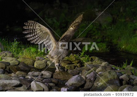 Blakiston's fish owl Hokkaido Shiretoko wildlife (sightseeing) Blakiston's fish owl Hokkaido Shiretoko wildlife (sightseeing) 93939972