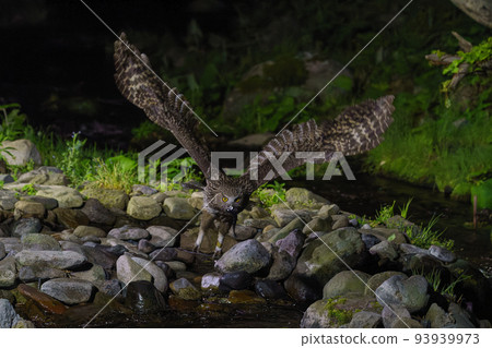 Blakiston's fish owl Hokkaido Shiretoko wildlife (sightseeing) Blakiston's fish owl Hokkaido Shiretoko wildlife (sightseeing) 93939973