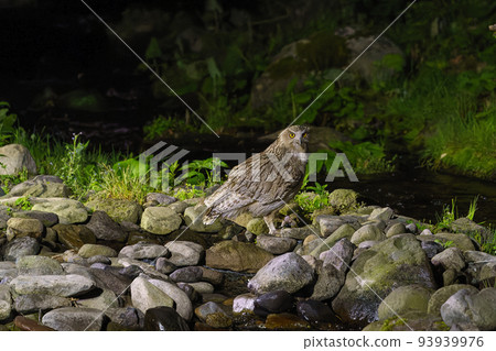 Blakiston's fish owl Hokkaido Shiretoko wildlife (sightseeing) 93939976