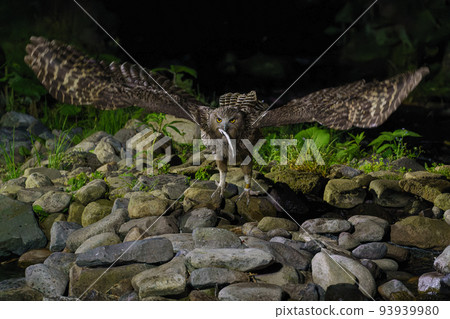 Blakiston's fish owl Hokkaido Shiretoko wildlife (sightseeing) Blakiston's fish owl Hokkaido Shiretoko wildlife (sightseeing) 93939980