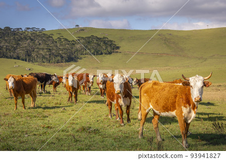 Cows grazing at sunset, Rio Grande do Sul pampa - Southern Brazil 93941827