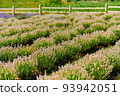 white lavender on the field on the farm 93942051